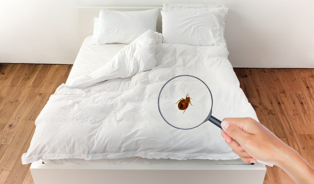 How to remove bed bug poop stains featured image